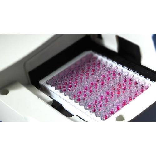 OFtest a baktériumok fermentatív vagy oxidatív glükóz lebontásának gyors kimutatására alkalmas.